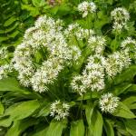 Aromatiques - Ail des Ours - BIO - face recto